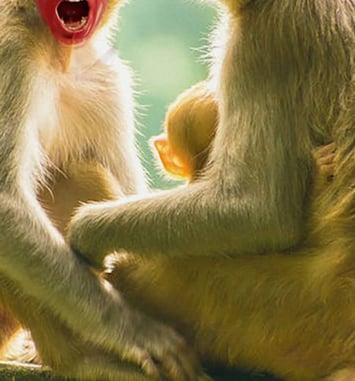 Singe par Mathilde Bonicel et Inês Campos