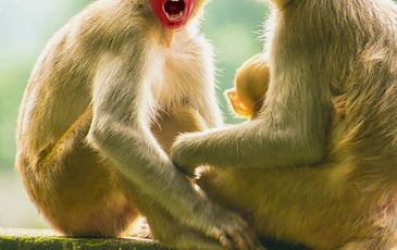 Singe par Mathilde Bonicel et Inês Campos