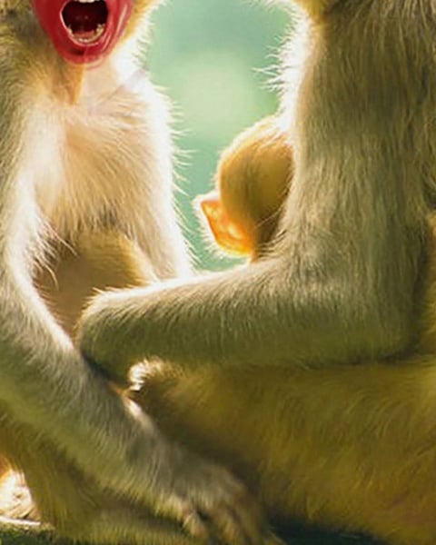 Singe par Mathilde Bonicel et Inês Campos