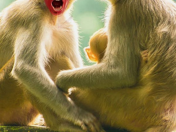 Singe par Mathilde Bonicel et Inês Campos